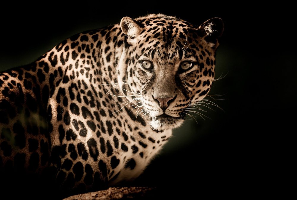 Leopard Closeup Photography